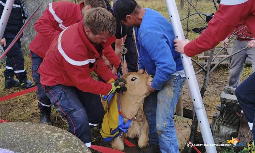 Insolite : sauvetage spectaculaire d’un veau par les pompiers du Gard