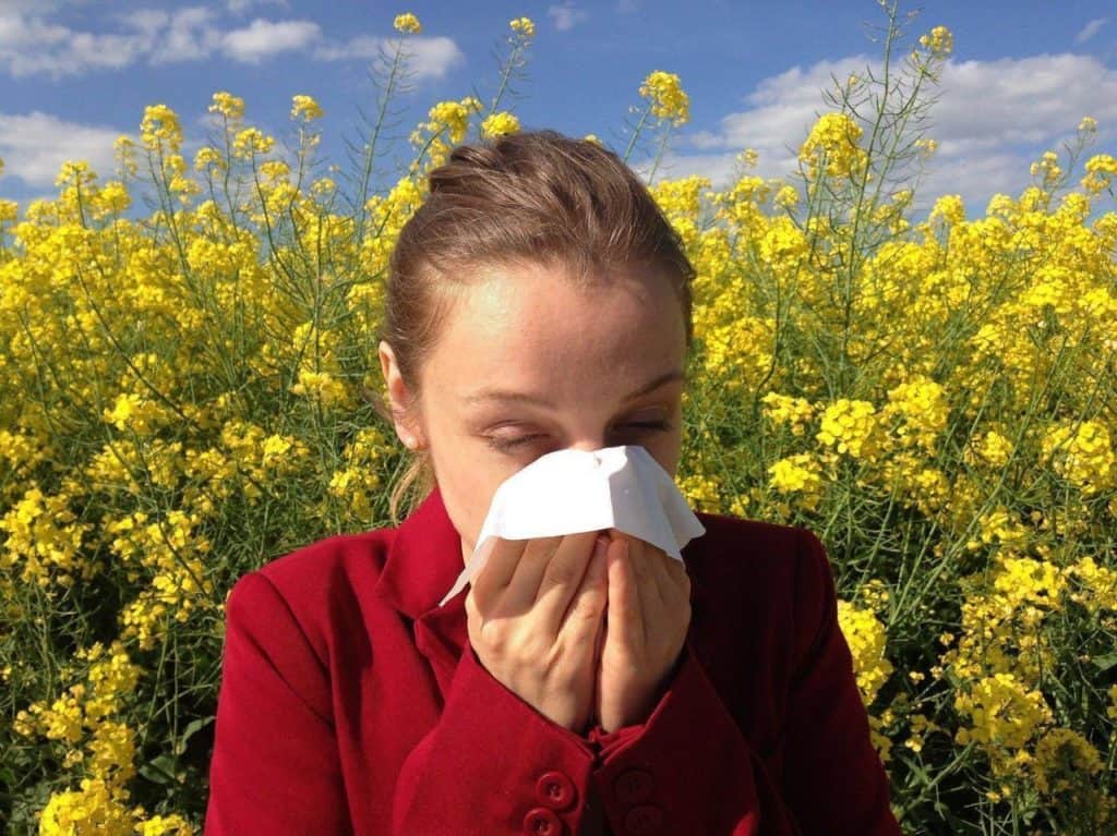 Occitanie : vigilance rouge aux risques d’allergies aux pollens