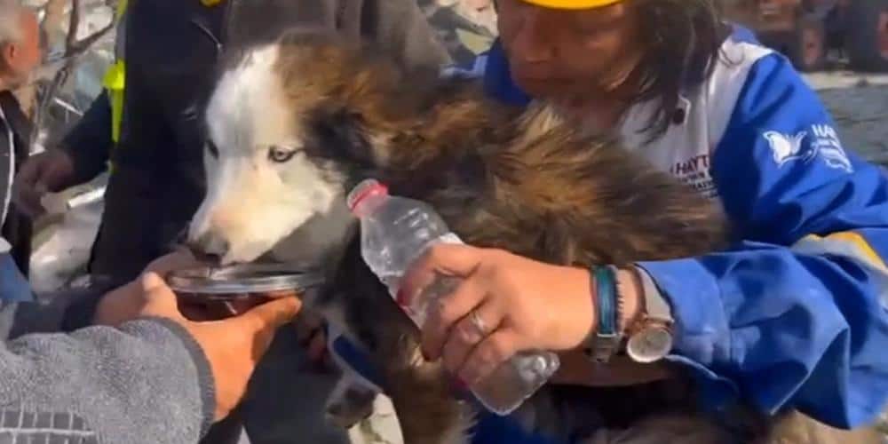 Turquie : un chien sauvé après avoir passé 23 jours dans les décombres du séisme