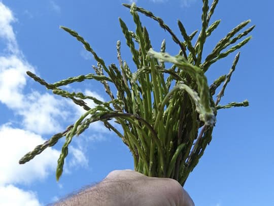 Nature : la saison des asperges sauvages est lancée en Occitanie !