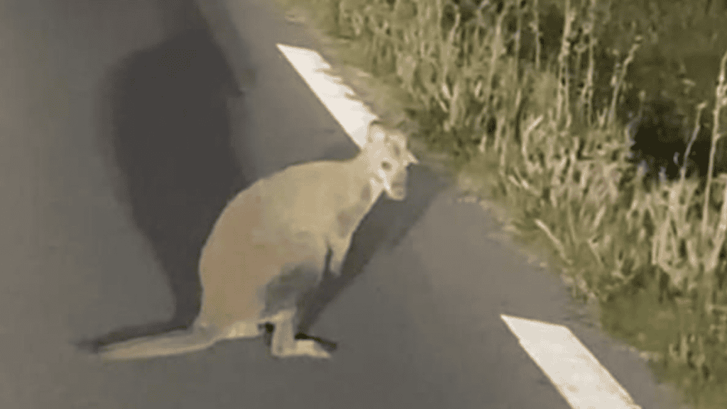 Dans le sud du Gard : un kangourou aperçu et photographié dans la région de Vauvert !