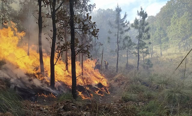 Gard : un incendie mobilise près de vingt pompiers en Cévennes