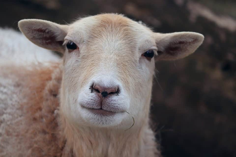 Hérault : des moutons en divagation signalés sur la RN 113 entre Lunel et Montpellier