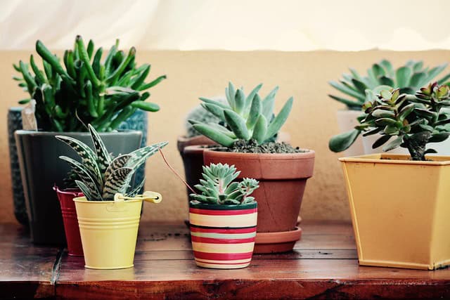 Gard : un grand marché aux plantes ce dimanche 16 avril à Clarensac