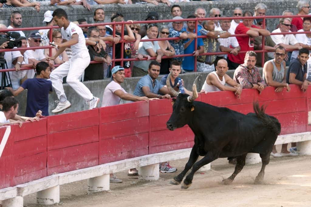 Gard : découvrez la course camarguaise de l’intérieur cet été en Terre d’Argence !