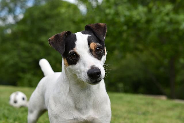 Montpellier : un chien battu à mort, à coups de pied, par trois jeunes hommes