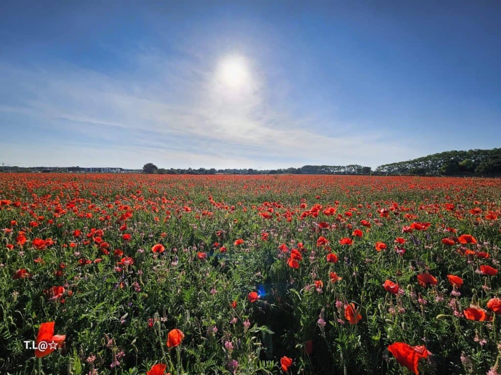 Printemps : c’est la saison pour les magnifiques champs de coquelicots !