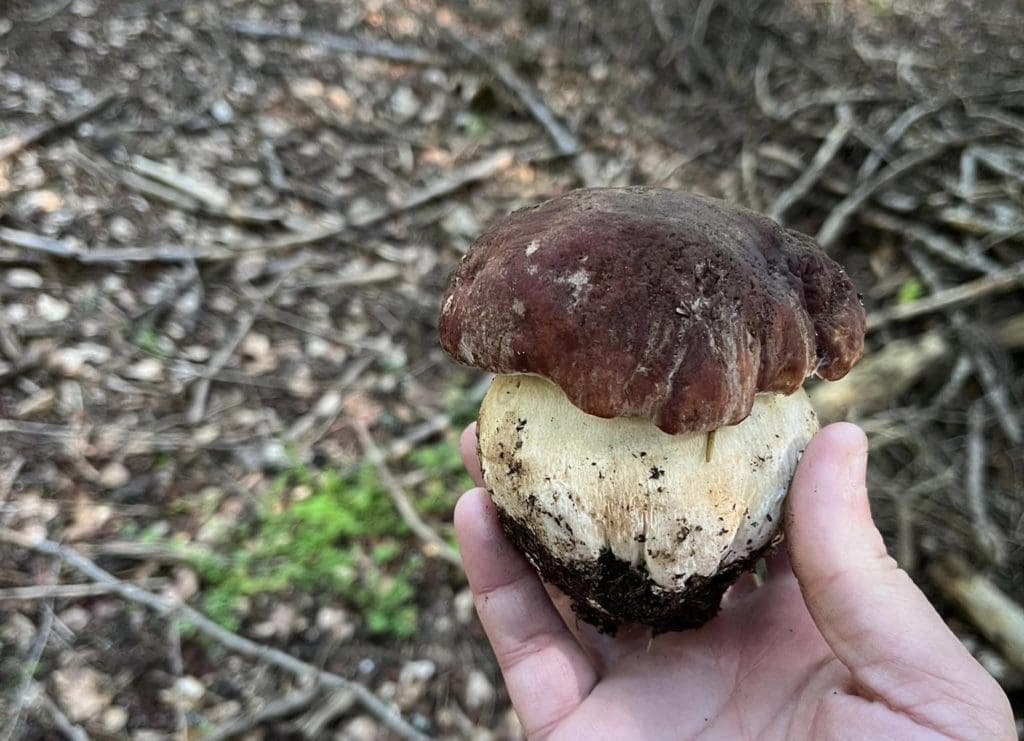 Gard/Lozère : les premiers cèpes sont de sortie !