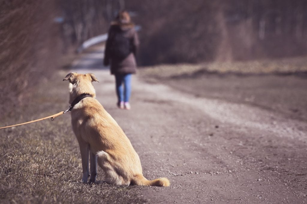 Journée Mondiale contre l’abandon des animaux : sensibiliser et agir