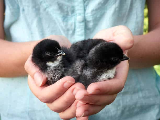Occitanie : La Ligue pour la Protection des Oiseaux a besoin de bénévoles !