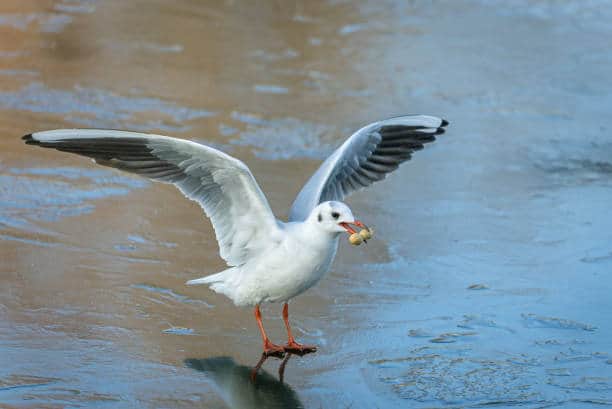 Gard : De nombreux cas de « grippe aviaire » détectés