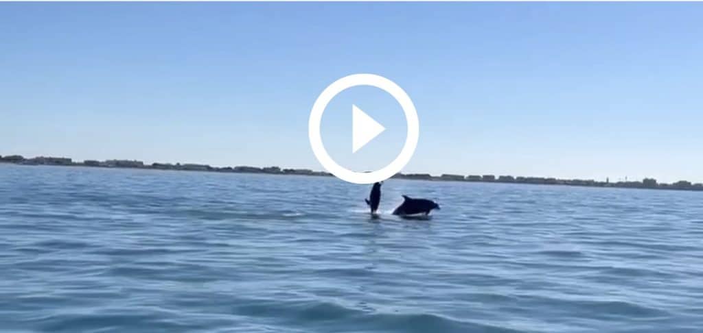Gard : de magnifiques dauphins filmés au Grau-du-Roi ce jeudi !