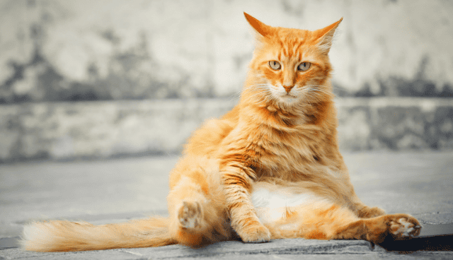 Gard : un individu jette le chat de son voisin depuis le 3ème étage
