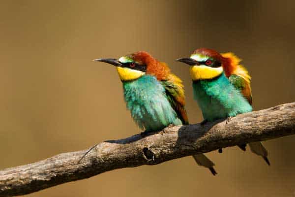Gard : une exposition « Mon Gard en plume » dédiée aux oiseaux à Uzès, à découvrir tout l’été