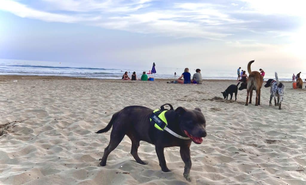 La Grande Motte : les animaux sont acceptés sur une partie de la plage du Grand Travers