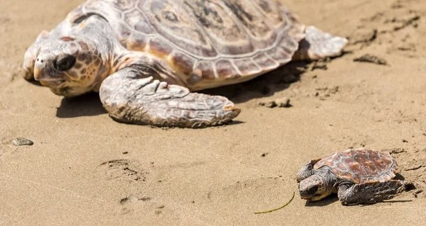 Méditerranée : une tortue caouanne est arrivée pour pondre des œufs sur une plage de l’Hérault