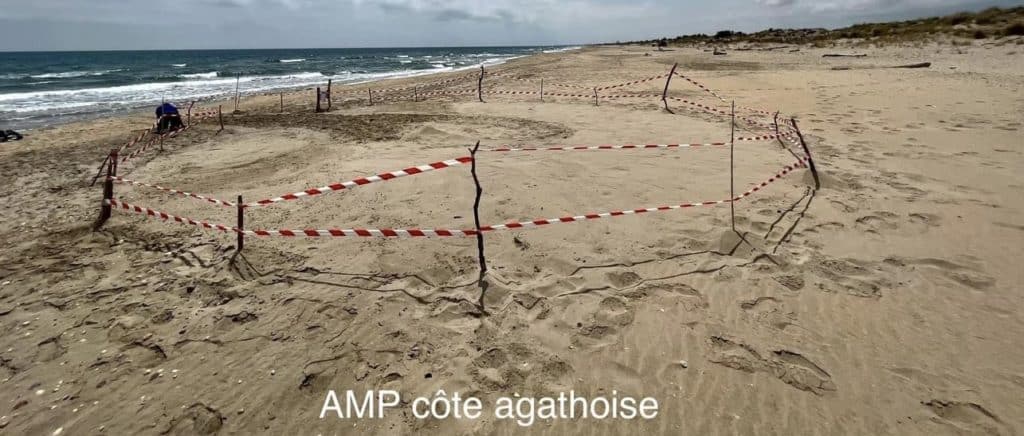 Hérault : de nouvelles pontes de tortues observées sur la plage du Lido à Sète