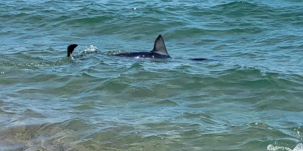Méditerranée : appel à la prudence de la préfecture de l’Aude concernant la présence de requins