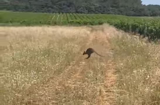 Gard : « Je n’y croyais pas », Un kangourou aperçu dans des vignes à Vauvert