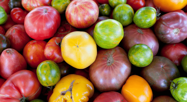 Montpelliérain : 16e festival de la tomate ce week-end à Clapiers