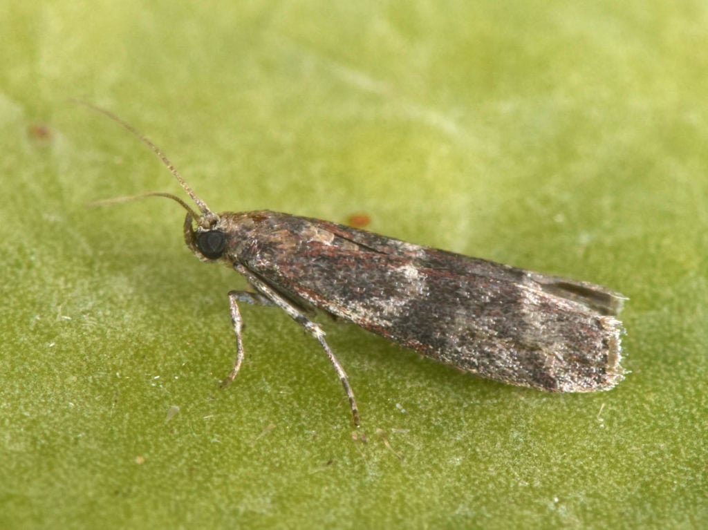 Hérault : une expérimentation pour lutter contre des insectes ravageurs de vignes