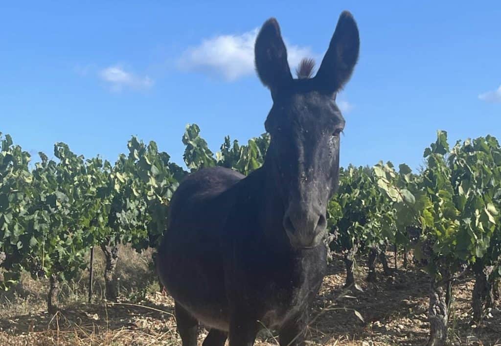 Hérault : un âne en divagation recherche son propriétaire à Saint-Drézéry