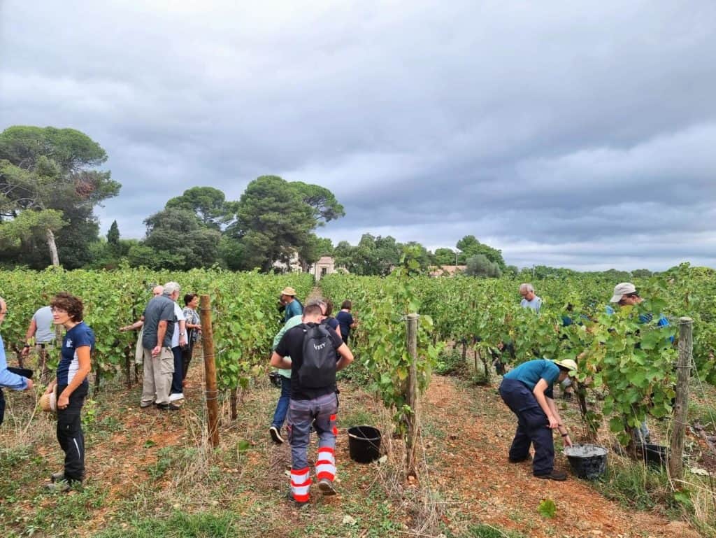 Hérault : des vendanges solidaires organisées au Domaine du Grand Puy à Montpellier