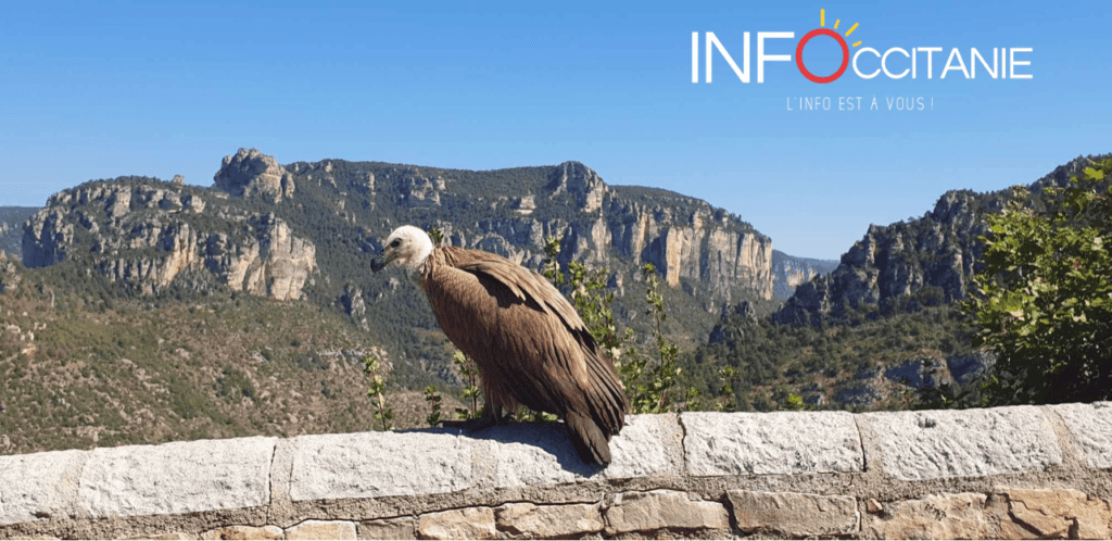 Occitanie : le Vautour Fauve, symbole de la biodiversité des Causses