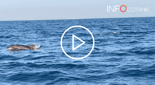 Mer Méditerranée : plusieurs dauphins filmés au large du Grau-du-Roi ce samedi