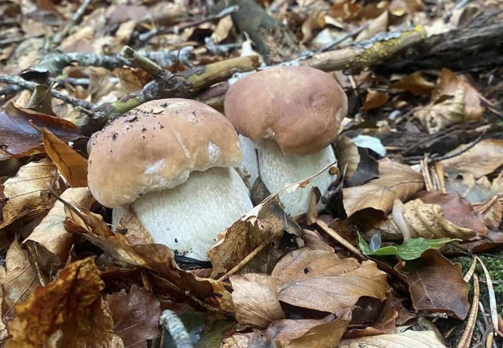 Nature : les cèpes sont de sortie en Lozère, découvrez où en trouver !