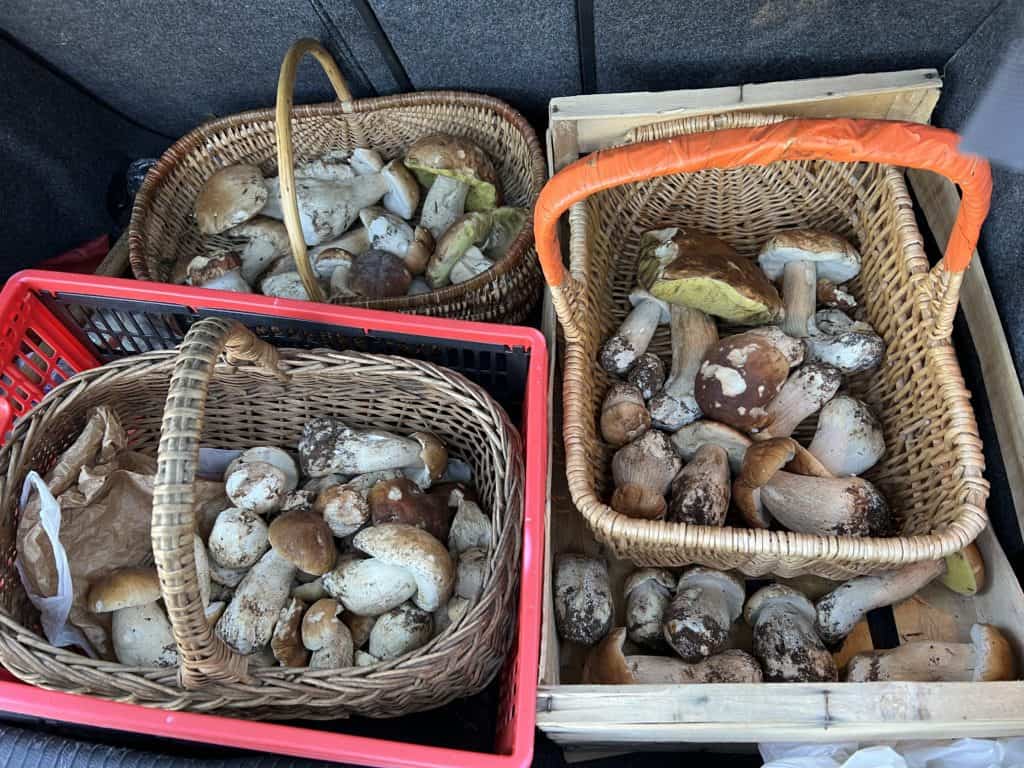 Lozère : les cèpes continuent de sortir, plusieurs kilos ramassés !