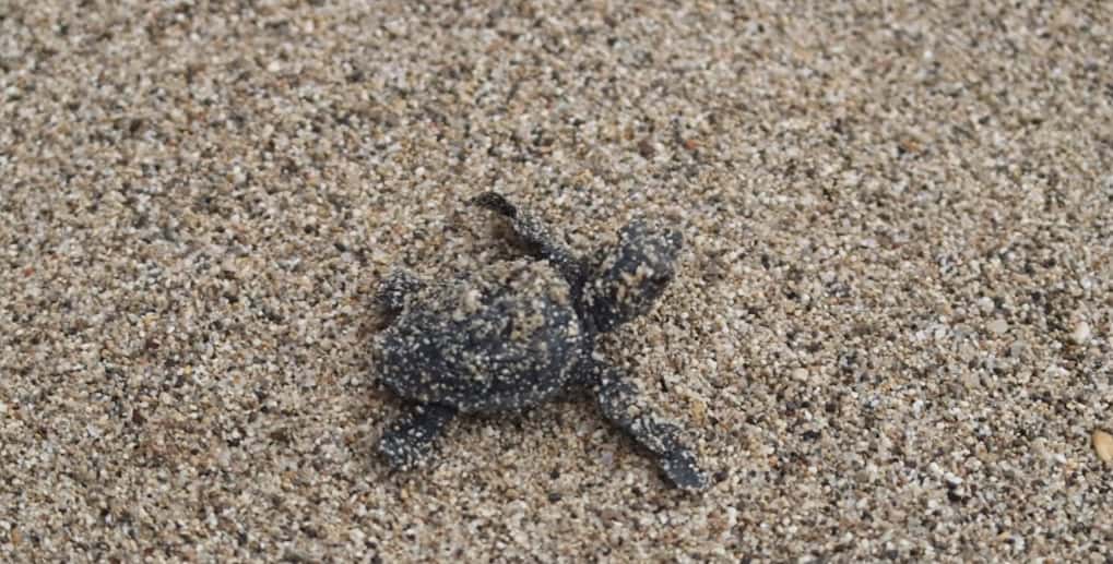 Hérault : environ 80 bébés tortues sont nés sur la plage de Marseillan