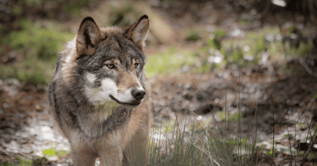 Animaux : simplification des tirs, reclassement du statut de l’espèce… découvrez les mesures du Plan Loup