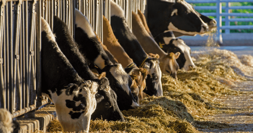 Maladie hémorragique épizootique en Occitanie : la propagation inquiète les éleveurs
