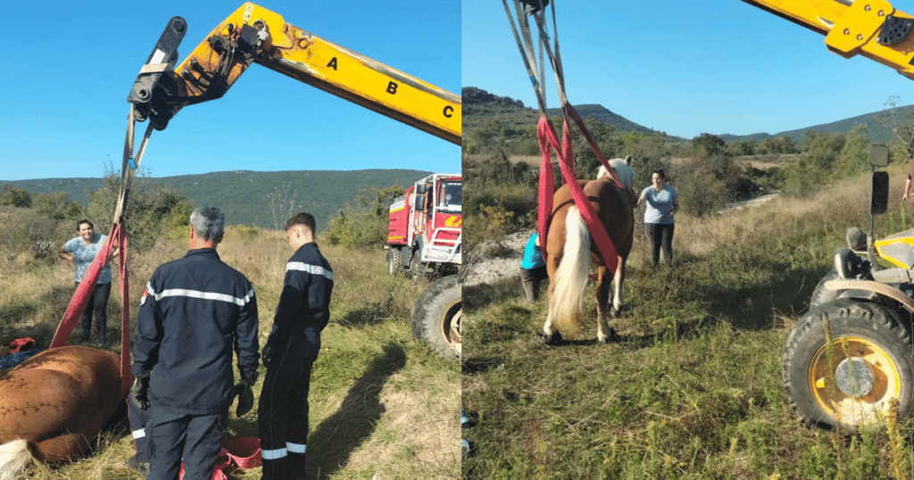 Gard : sauvetage d’un cheval en détresse par les pompiers
