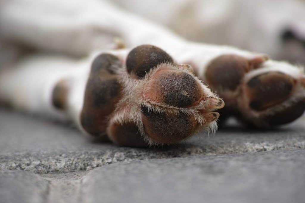 Chien mort