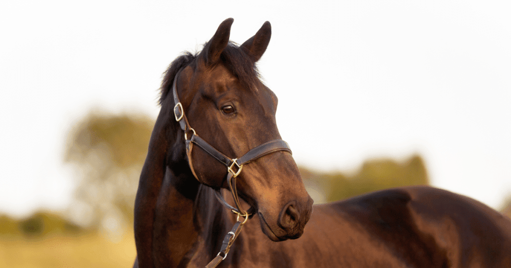 Dans les Alpes : un homme nu interpellé pour avoir masturbé des chevaux dans un pré