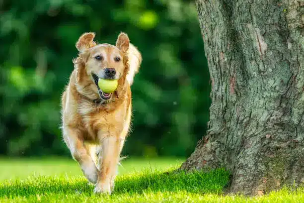Chien