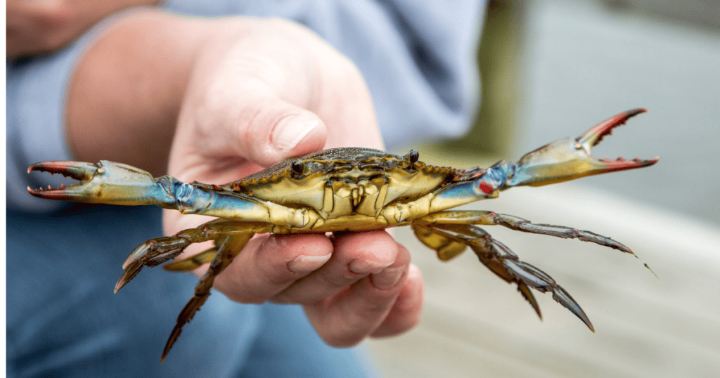 Occitanie : invasion du crabe bleu sur notre littoral, une menace de plus pour la biodiversité