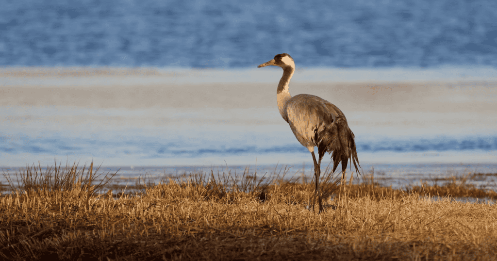 Camargue : un cas d’Influenza Aviaire Hautement Pathogène détecté