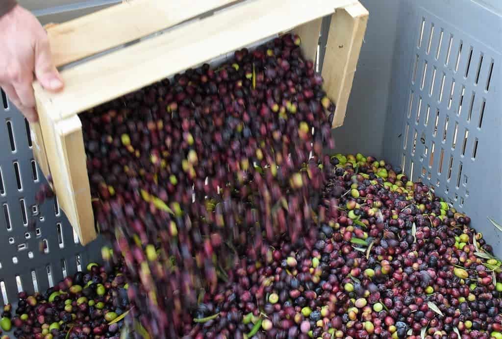 Olives