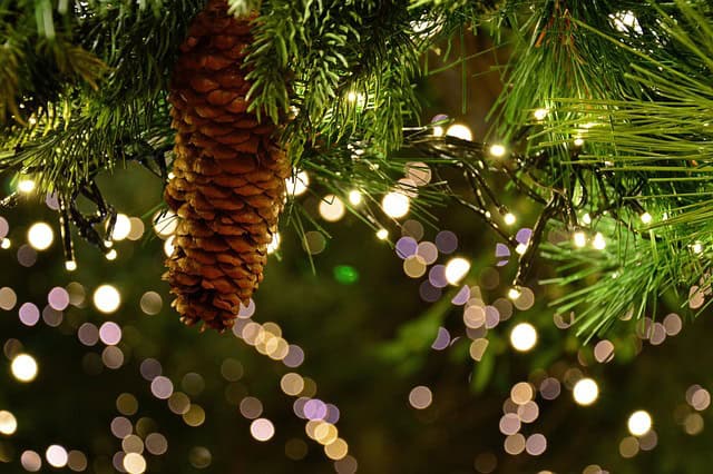 Sapin