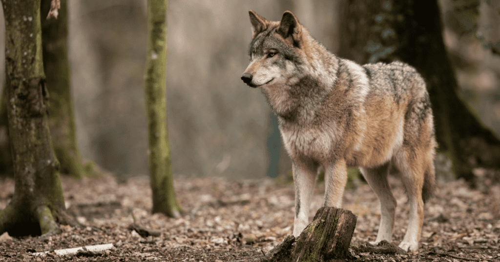 Larzac : la présence d’un deuxième loup confirmée, les éleveurs inquiets