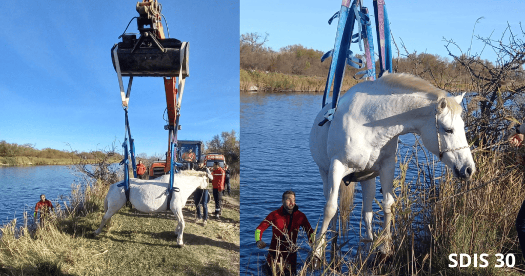 Saint-Laurent d’Aigouze : les pompiers sauvent un cheval tombé dans un canal