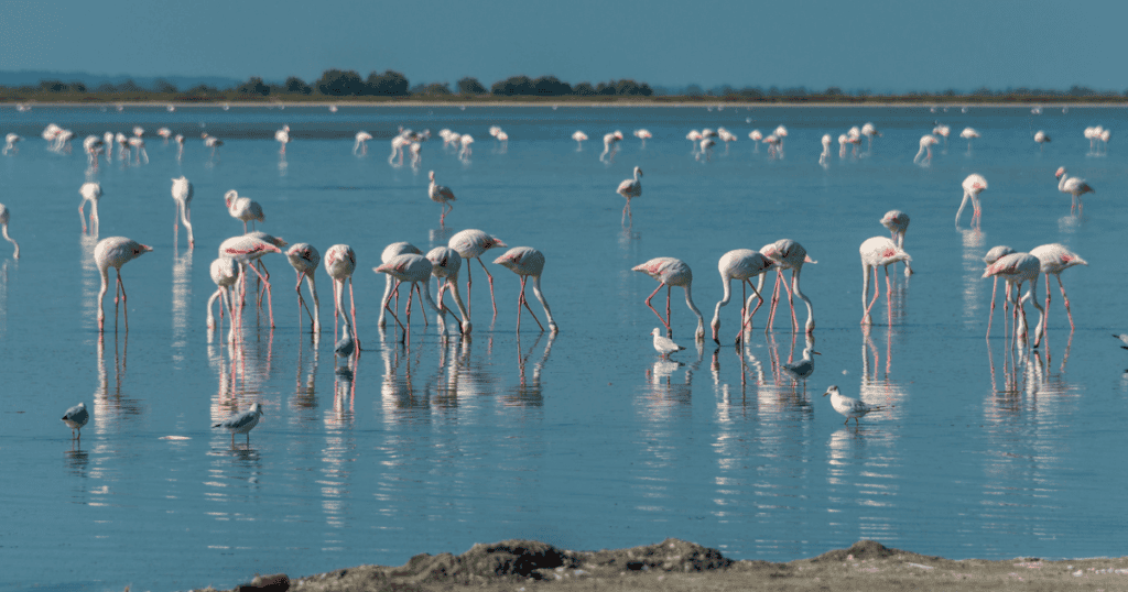 Parrainer un flamant rose en Camargue : c’est possible !