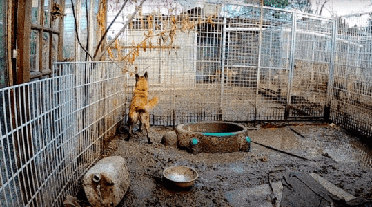 Béziers : 86 chiens dans un état lamentable récupérés dans un refuge pour animaux