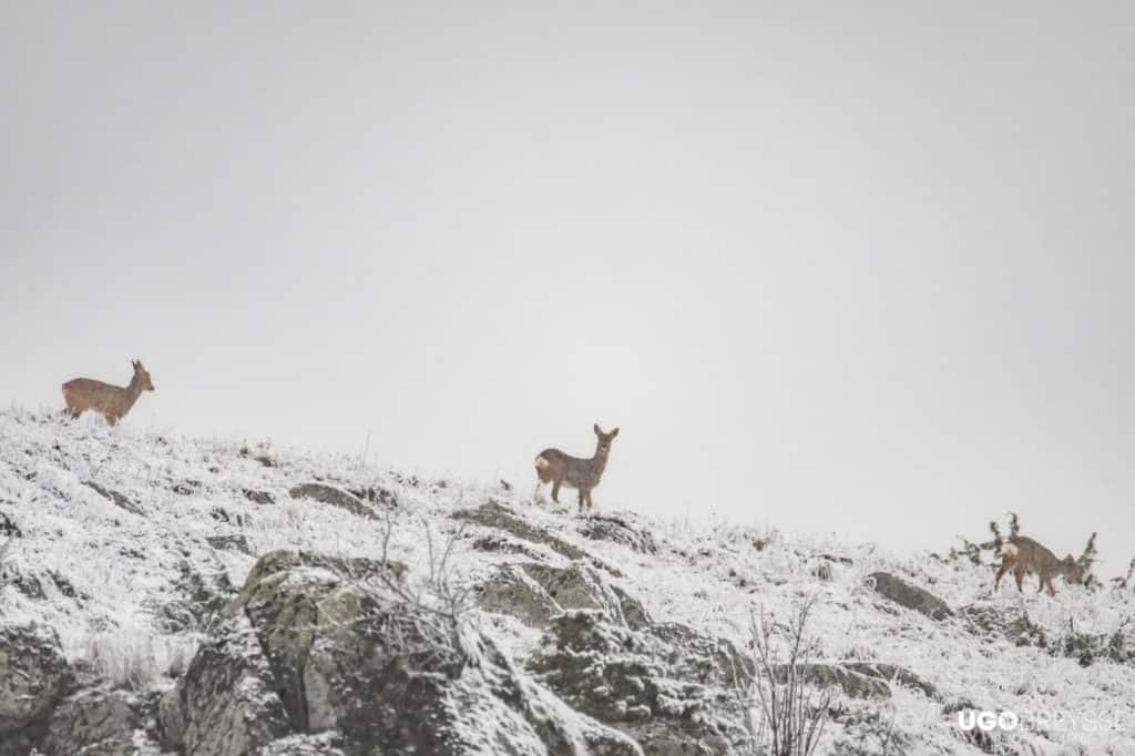 neige Aubrac Lozère 
