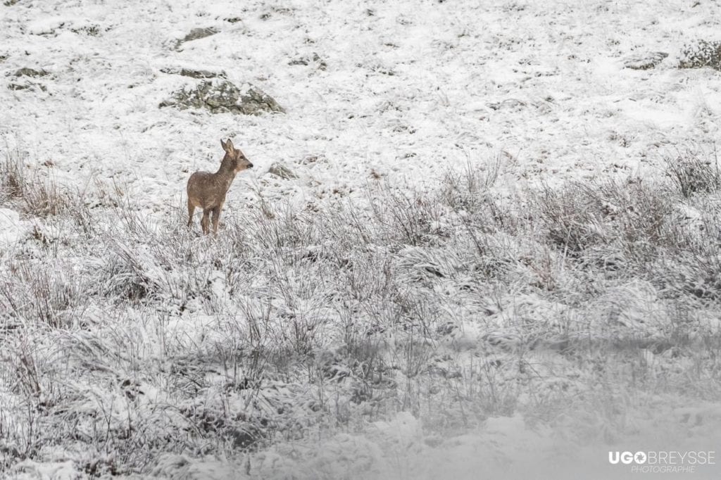 neige Aubrac Lozère 