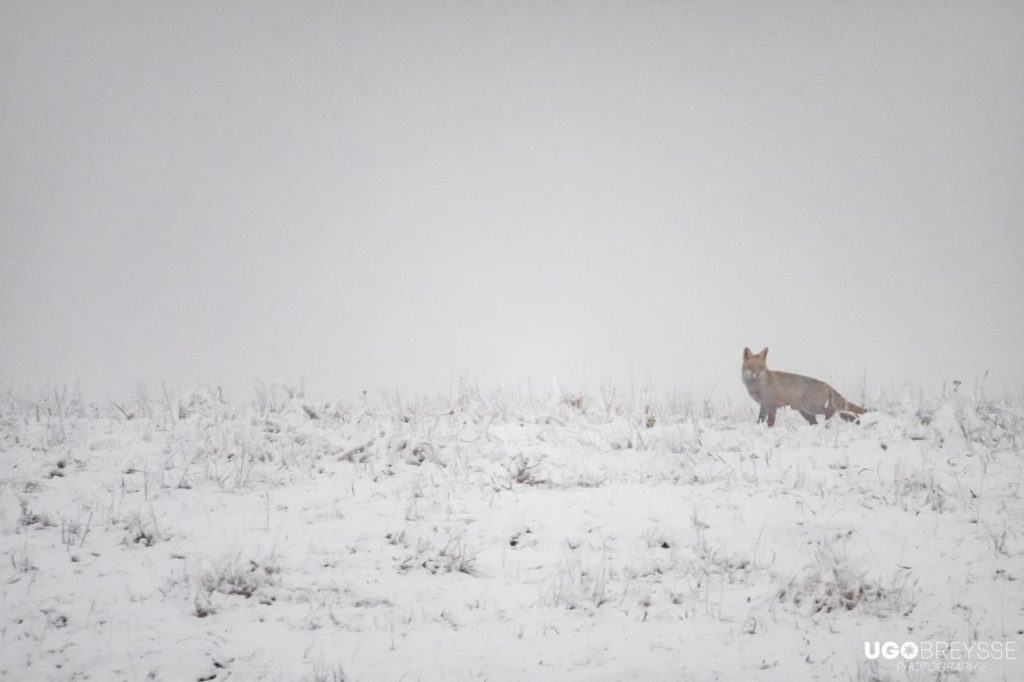 neige Aubrac Lozère 