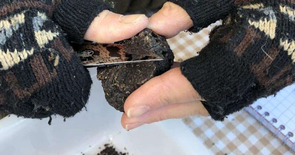 photo : https://www.aude-truffes.com